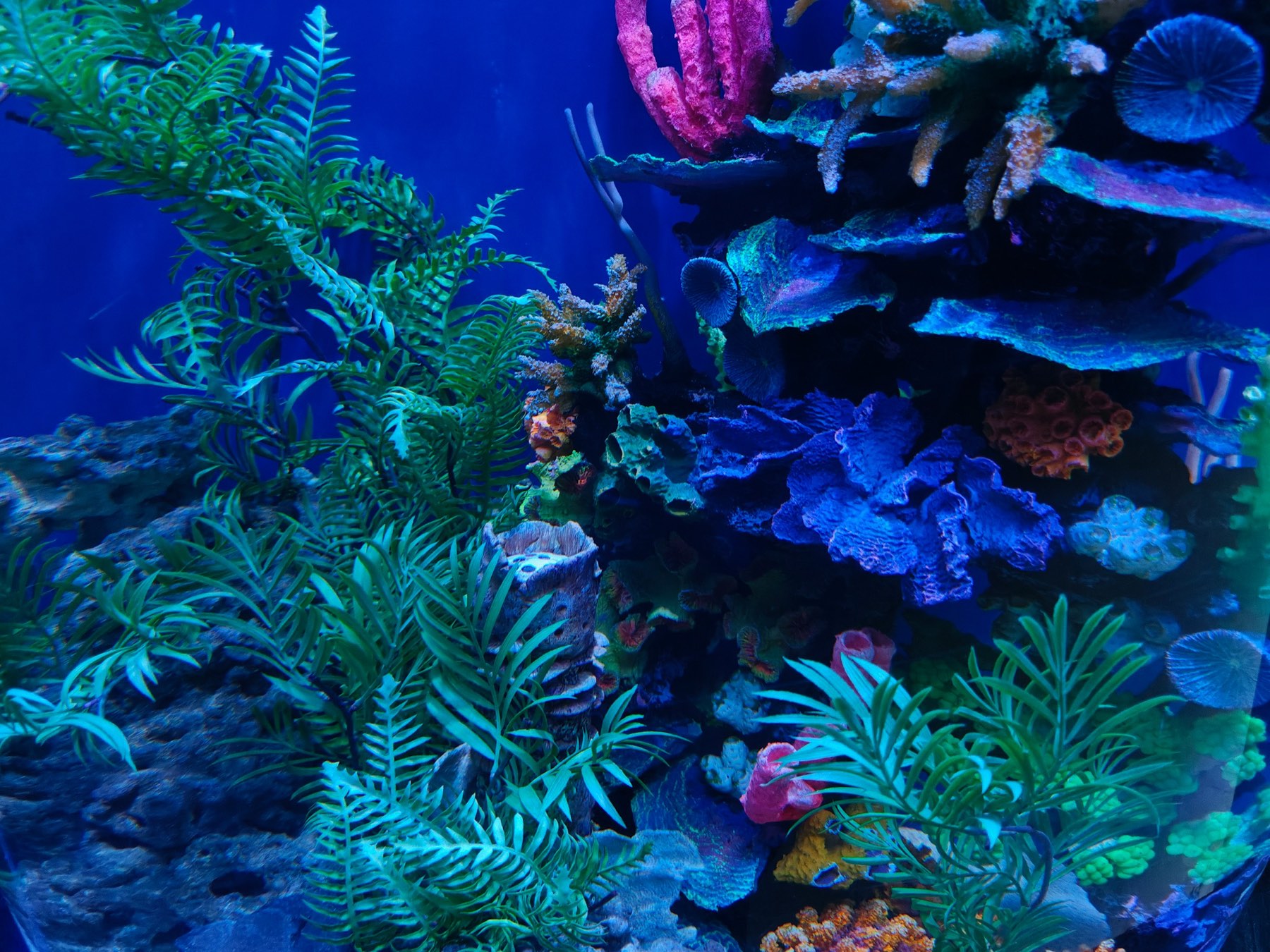 A full reef aquascape with SPS corals and macroalgae arranged across live rock under deep blue reef lighting