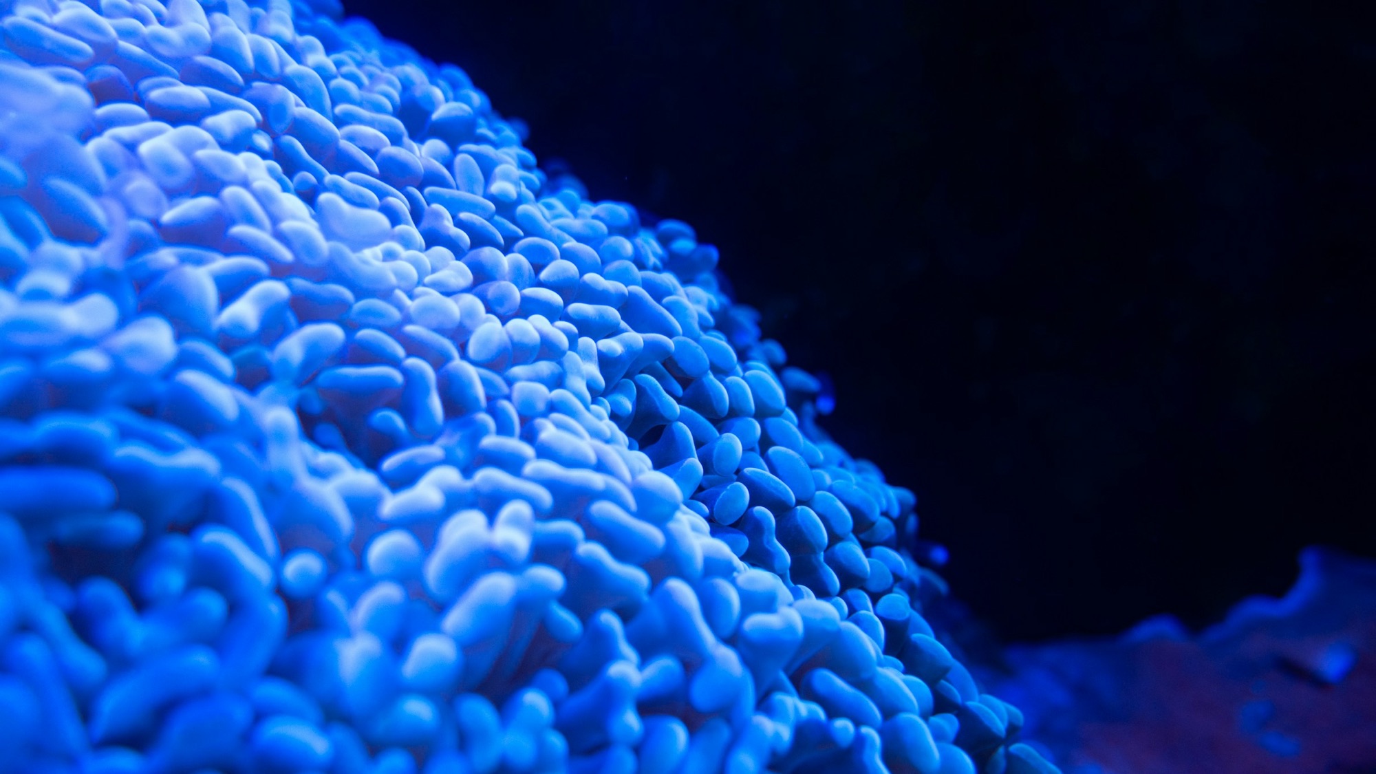 Macro view of a hammer coral glowing electric blue under actinic reef LED lighting against a dark tank background