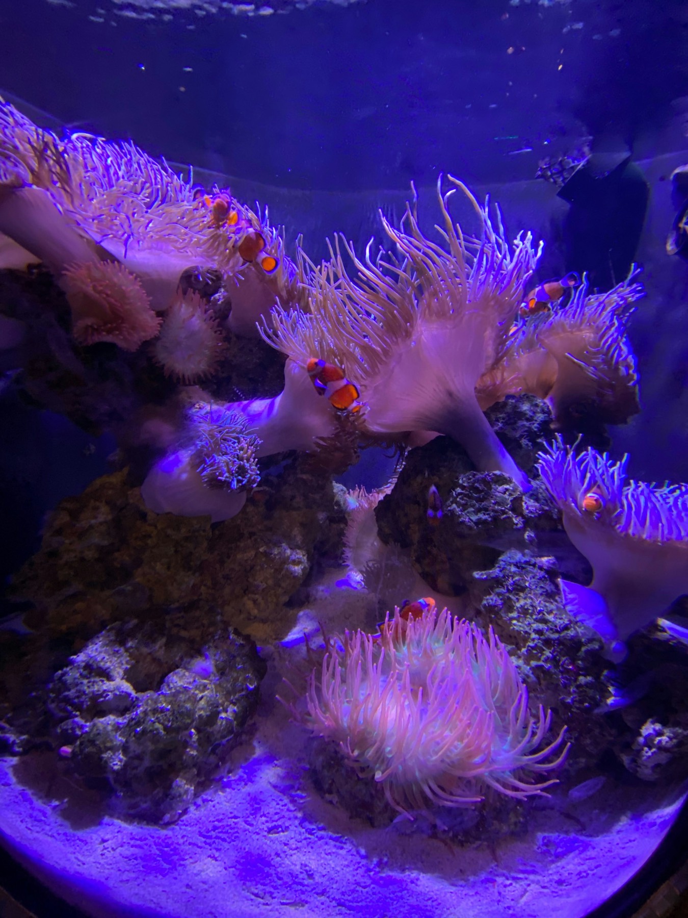 Clownfish swimming among anemones whose tentacles sway in the current inside a purple lit reef tank