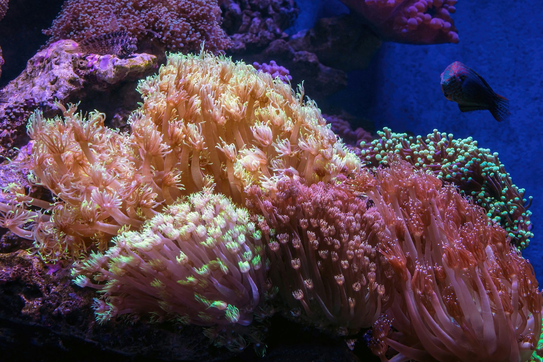 Torch and anemone corals with flowing tentacles in a freshly established reef tank lit with blue actinic light