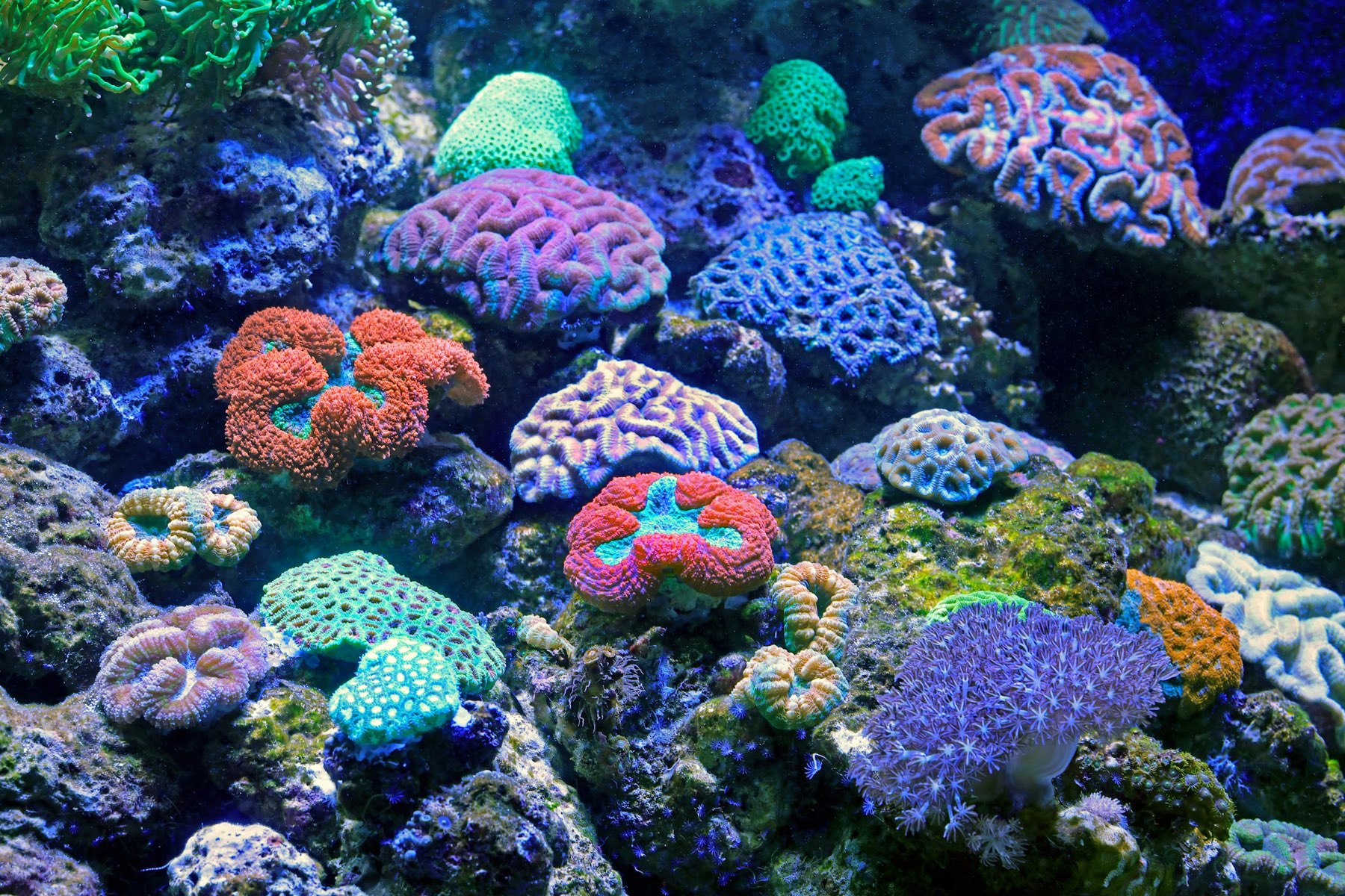 A densely stocked saltwater reef tank full of brightly colored brain and plate corals under blue light