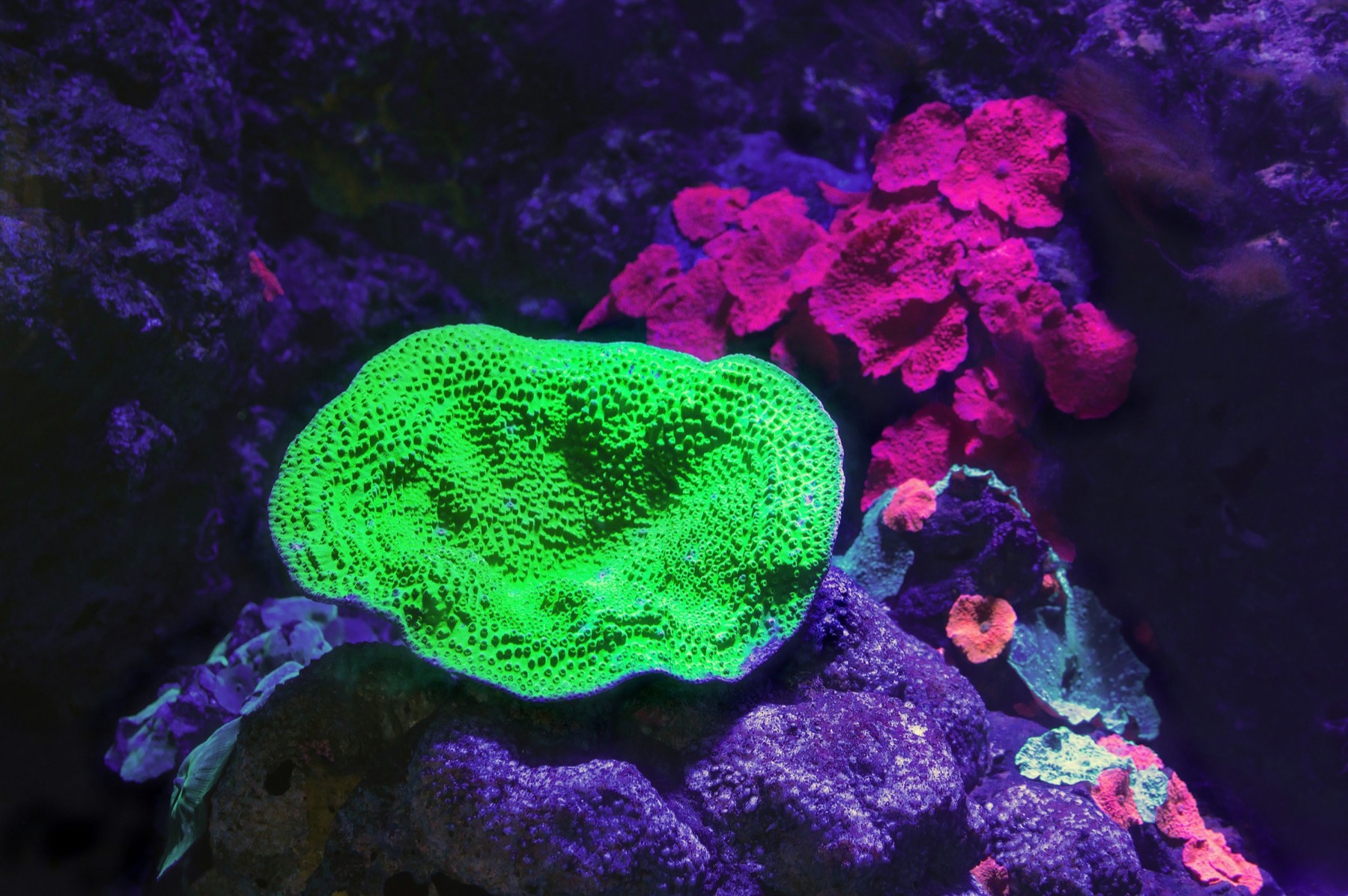 A bright green fluorescent leather coral beside pink and purple corals on live rock under actinic reef light