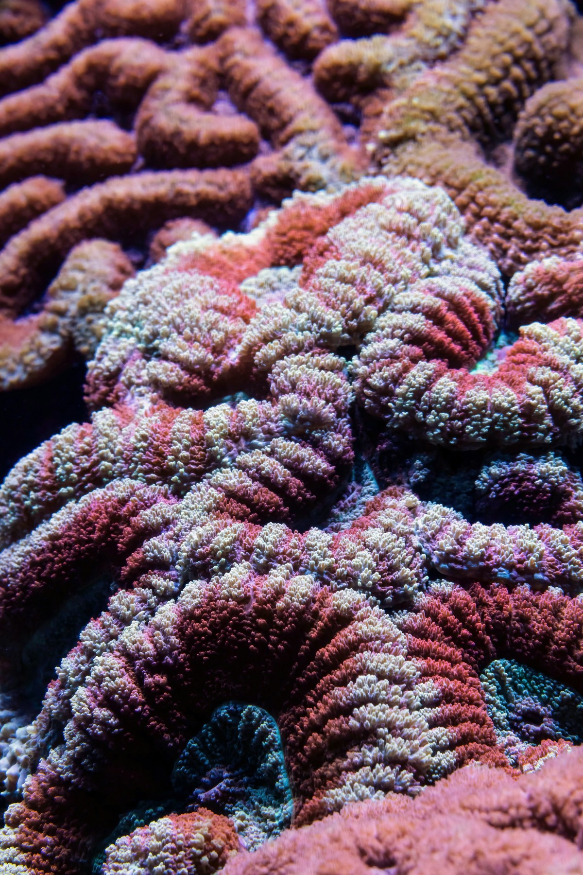 Close up of a large red and cream Lobophyllia brain coral showing fleshy fed tissue in a reef tank
