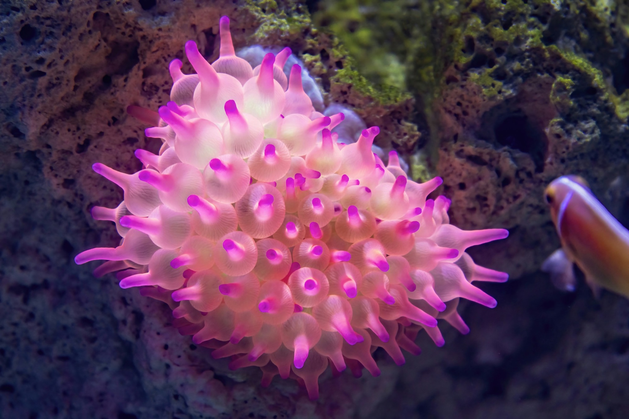 A pink tipped bubble tip anemone with glowing tentacles attached to reef rock in a saltwater aquarium